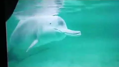 RARE FOOTAGE! Baiji or Yangtze River dolphin filmed before the species became functionally extinct! - DayDayNews