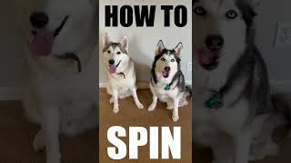 Teach Your Husky Dog To Spin In 60 Seconds!!!