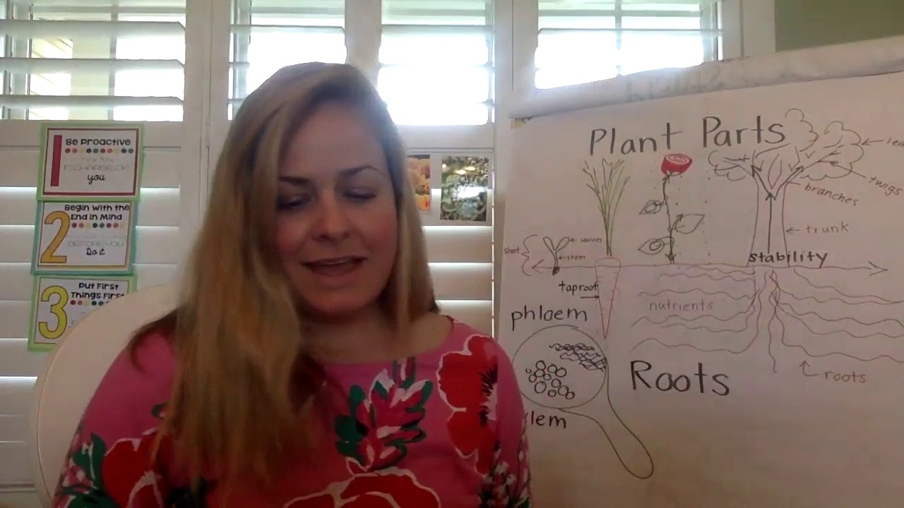 What Do Roots Do YouTube