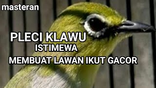 masteran pleci klawu gacor abiss full isian & tembakan zipper