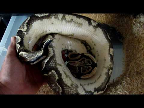 gravid wierd calico looking girl
