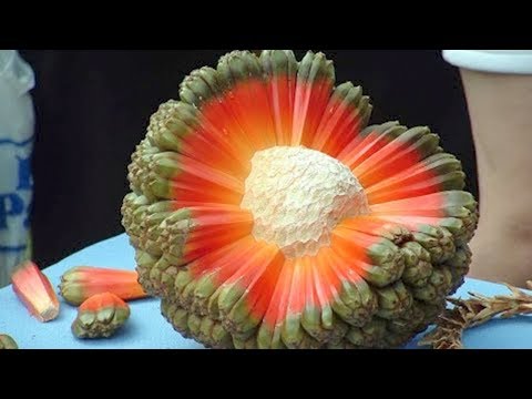 5-most-unique-fruits-you’ve-never-heard-of!