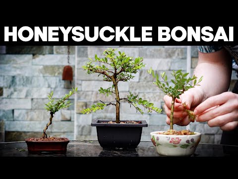 Video: Sorg vir jou eerste Bonsai-plante