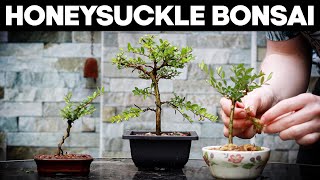 How to Make Bonsai from a Honeysuckle*EASY*