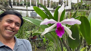 ORQUÍDEA LAELIA PURPURATA ,MELHOR FORMA DE CULTIVAR