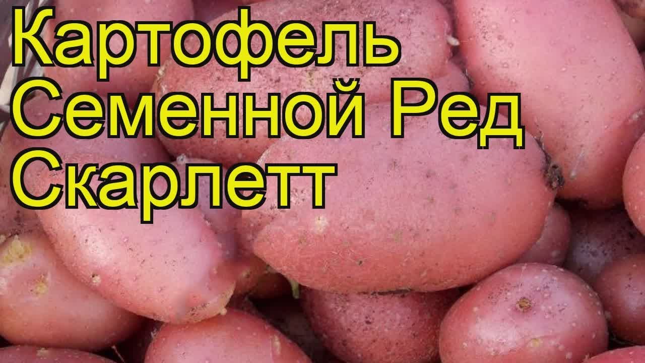 Картофель Ред Скарлет Купить В Рузе