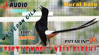 Pancingan burung Terbukti Ampuh Tembakan Murai Batu Isian Cicilin Bikin Langsung Nyaut Tambah Gacor