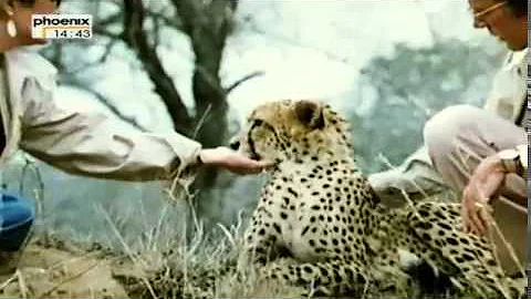 Die großen Diven  ZDF-History