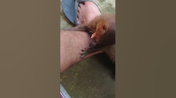 Garangan, hewan pintar dan setia