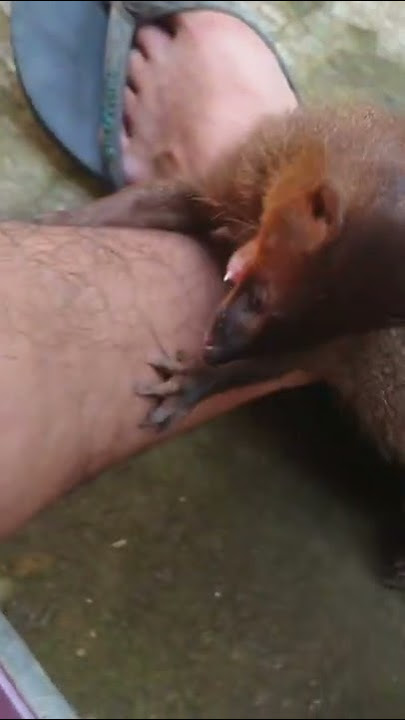 Garangan, hewan pintar dan setia