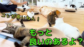 Why do they love the broken toy more than the new one? - YouTube