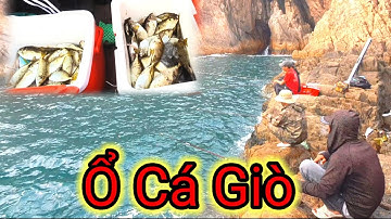 VUONG LT VLOG | câu cá biển | Hòn khô nhơn nhơn hải gặp ổ cá giò
