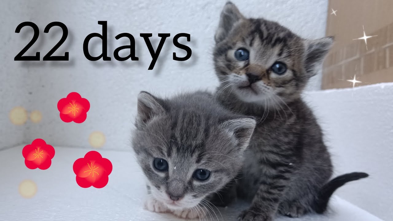 Kittens are adorable but they make a big mess🥰🐈‍⬛🐈🐈‍⬛🌪️ YouTube