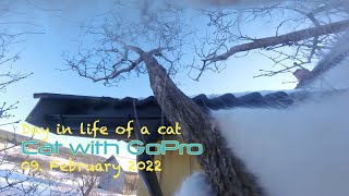 Cat with GoPro climbing onto a sketchy house roof