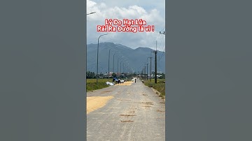 Lý Do Nông Dân Rải Hạt Lúa Ra Đường Là Vì ? #travel