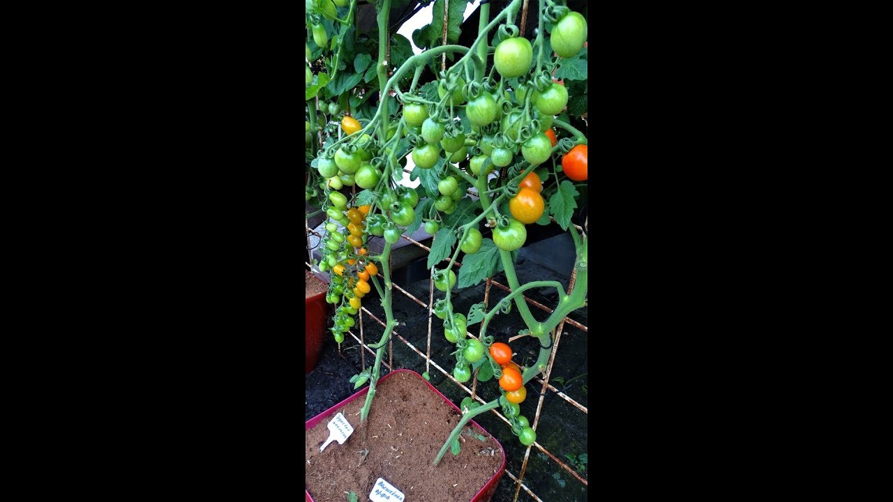 Tomaten in een pot, het geheim een groote oogst. - YouTube