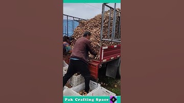 The Process Of Unloading Mushrooms