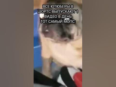 мем#мемы #мем #мопс - YouTube
