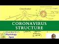 Structure of coronavirus with classification of viruses