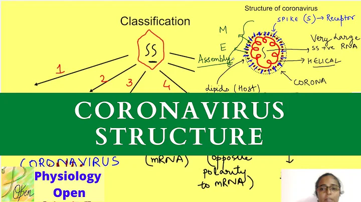 Structure of coronavirus with classification of viruses - DayDayNews