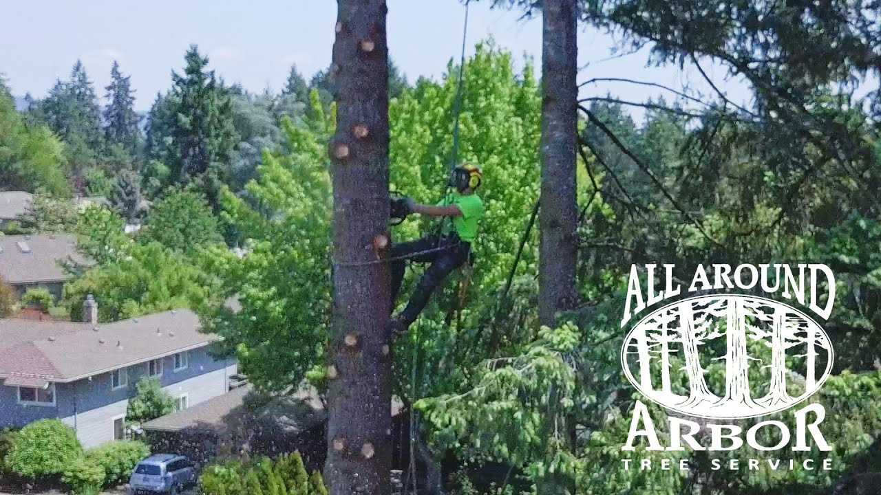 Tree Removal 1 youtube-video-thumbnail