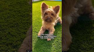 This dog wants to show you something  #shorts #dog #yorkie #pet #funnydog #cute #dogfans