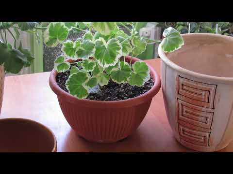КАК ПОДОБРАТЬ ГОРШОК