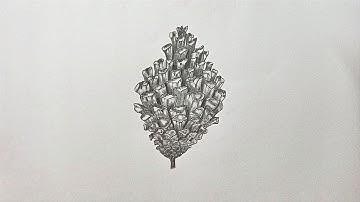 How to draw Pine cone | drawing tutorial | pencil sketch, shading, art | realistic drawing ideas