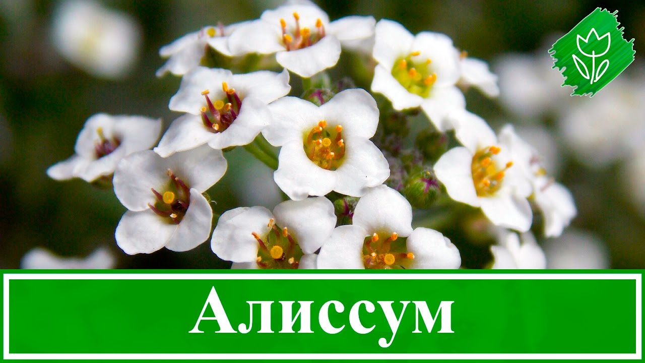 Цветы алиссум – посадка и уход в открытом грунте, выращивание алиссума из семян