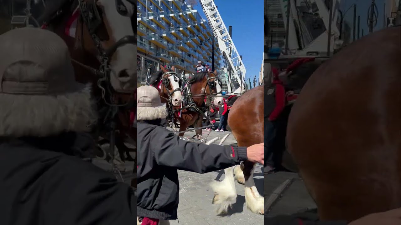 Clydesdale Horses Budweiser Nationals Park 3 27 25 Opening Day 2025 