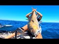 Huge samson fish from a kayak