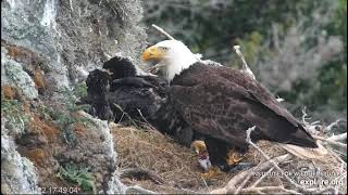 EXPLORE.org West End Bald EagleThunder & Akecheta  Karmienie WE1WE2, WE322/04/2024