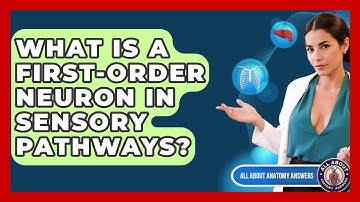 What Is A First-order Neuron In Sensory Pathways? - All About Anatomy Answers