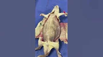 من درس تشريح الفار اليوم استمتعنا بالرغم من ان الموضوع مقزز شوي طب يوميات كلية الطب 