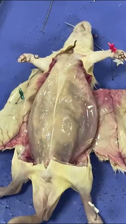 من درس تشريح الفار اليوم ❤️‍🔥، استمتعنا بالرغم من ان الموضوع مقزز شوي 🥲😂 #طب #يوميات #كلية_الطب