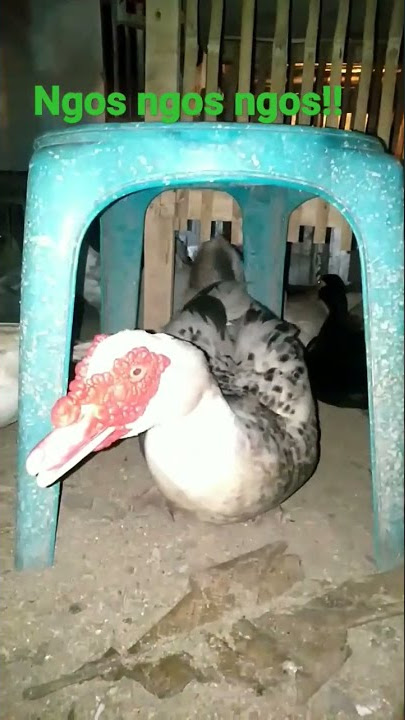Suara Entok Jantan