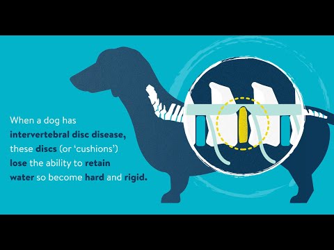 Video: Pet Talk: Intervertebral Disc Disease In Dogs