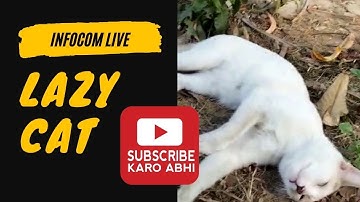 The Struggle to Wake Up a Lazy Cat Hilarious Video | Infocom Live | won