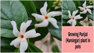 Growing Parijat in pots | Harsingar plant in pots | Vanita's Corner