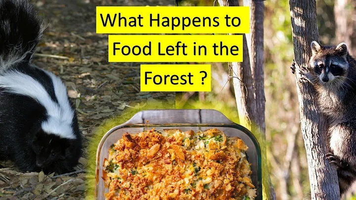 What Happens to Food Left in the Woods? (Wildlife Camera)