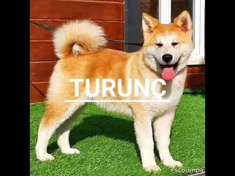 Как выглядит собака акита ину