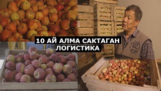 10 АЙ САКТАЛГАН АЛМА ЖАҢЫ ТЕРИЛГЕНДЕЙ// ӨЗГӨНДӨГҮ ЖАҢЫ ТЕХНОЛГИЯДАГЫ ЛОГИСТИКАЛЫК КАМПА