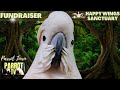 Jungle birbs  peaceful tropical rainforest sounds for birds   parrot tv for your bird room