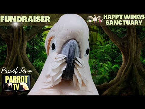 Jungle Birbs | Peaceful Tropical Rainforest Sounds for Birds  | Parrot TV for Your Bird Room🌴