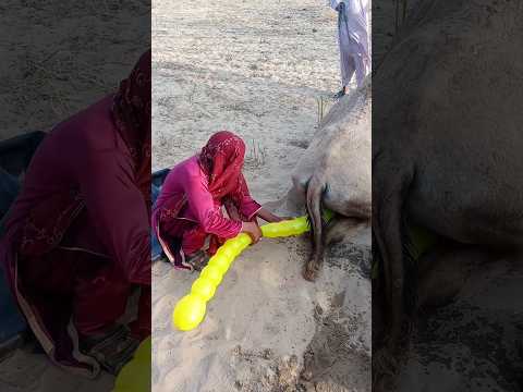 الفتاة تحاول إخراج الشيء الكبير