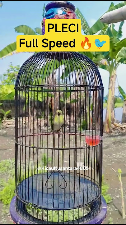Kicau Burung Pleci full speed 🔥ðŸ¤