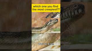 Largest Snakes in the World shorts ytshorts viral