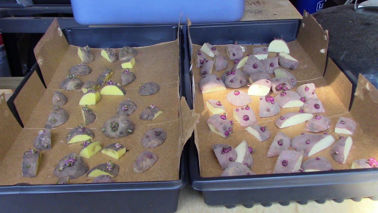 Prepping Potatoes For Next Day