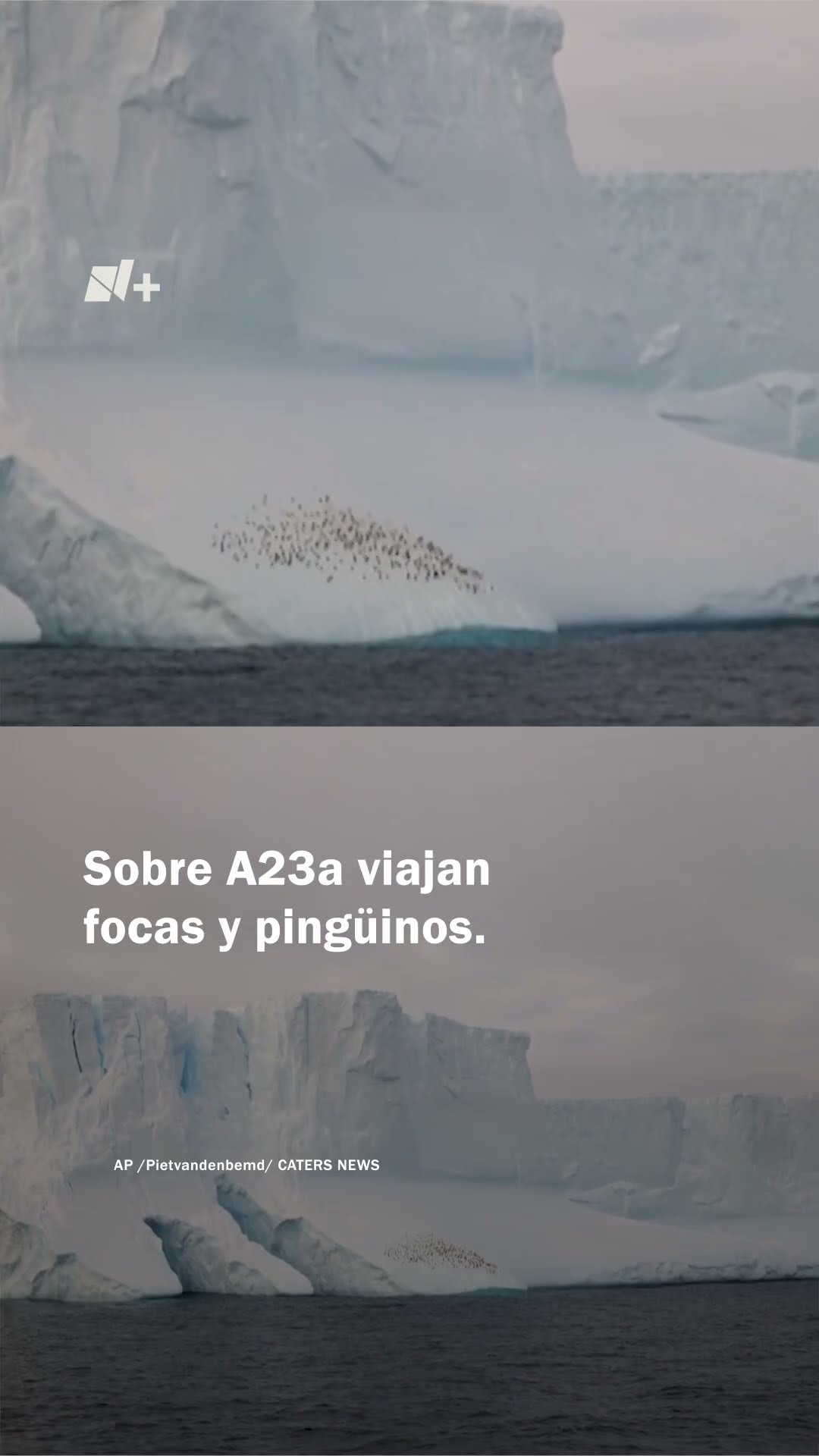 Focas y pingüinos en peligro por el A23a, el iceberg más grande del mundo - N+ #Shorts