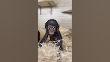 Deze aap lost problemen op zonder geweld #bonobo #shorts #animalfacts